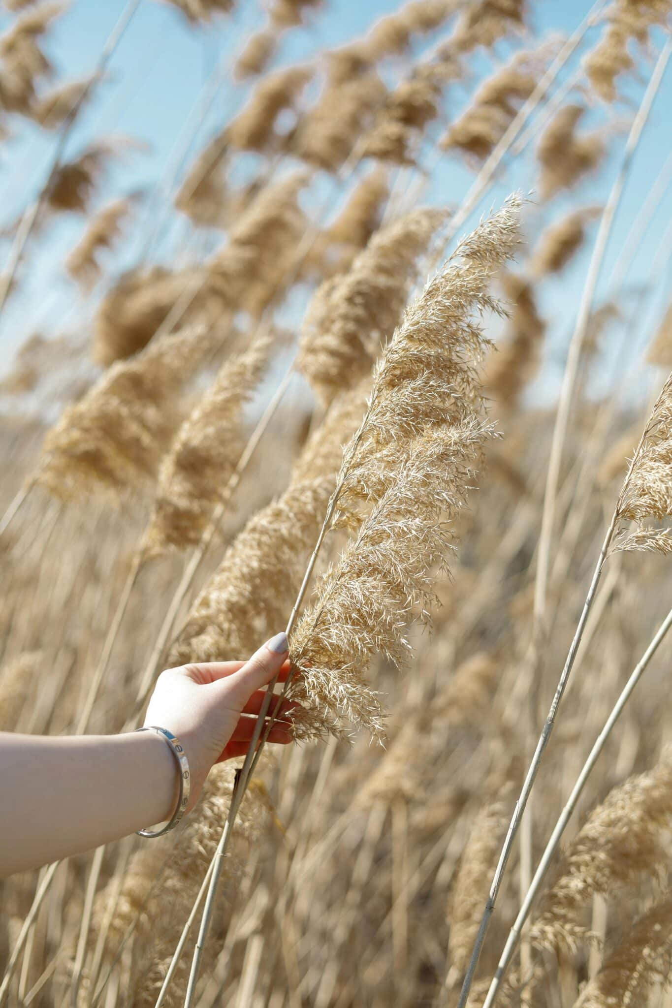 Vaaleanruskeaa kaislikkoa. Naisen käsi koskettaa yhtä kaislaa.